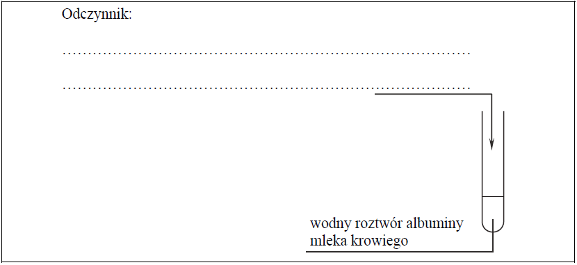 Image 32 - Albumina mleka krowiego jest białkiem globularnym, którego polipeptydowy łańcuch  zwinięty jest w kłębek. Białko to jest rozpuszczalne w wodzie.