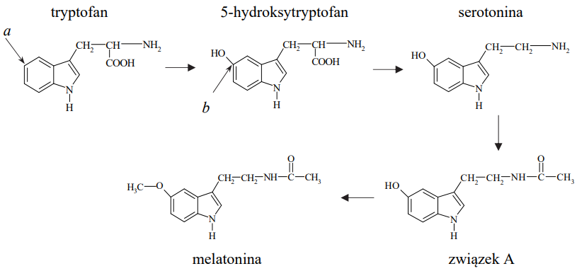 Image 36 - Serotonina, nazywana hormonem szczęścia, powstaje z aminokwasu białkowego – tryptofanu. W pierwszym etapie przedstawionego poniżej ciągu przemian tryptofan ulega reakcji substytucji, w wyniku czego powstaje hydroksylowa pochodna, która następnie przekształca się w serotoninę. W kolejnych przemianach z serotoniny powstaje melatonina.