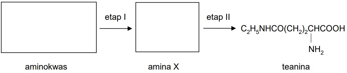 31 - Uzupełnij schemat syntezy teaniny. Wpisz wzory półstrukturalne (grupowe) aminokwasu oraz aminy X. 