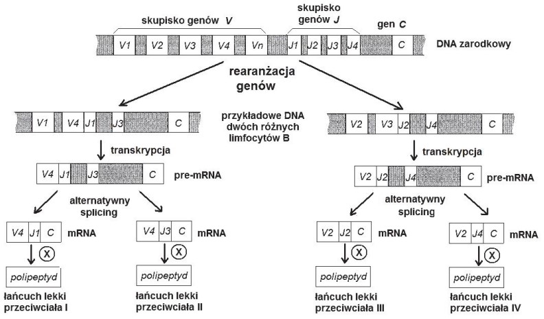 18 - Na podstawie: J.M. Berg, J.L. Tymoczko, L. Stryer, Biochemia, Warszawa 2009, P.M. Lydyard, A. Whelan, M.W. Fanger, Krótkie wykłady. Immunologia, wyd. II, Warszawa 2005.