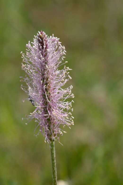 1024px Keskmise teelehe oisik Plantago media -  Na zdjęciu przedstawiono kwiatostan Babki średniej (Plantago media). W jaki sposób zapylana jest ta roślina?