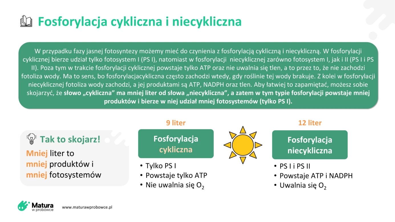 Jak odróżnić fosforylację cykliczną od niecyklicznej? To proste!