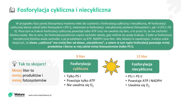 Jak odróżnić Fosforylację cykliczną od niecyklicznej? To proste!