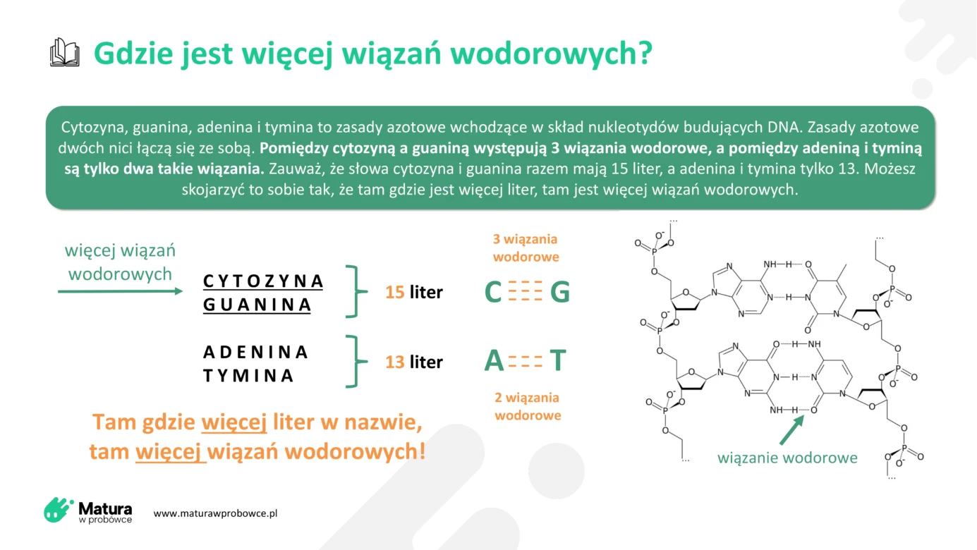 Gdzie jest więcej wiązań wodorowych – w cytozynie, guaninie, adeninie czy tyminie? Ta prosta metoda pozwoli Ci to zapamiętać!