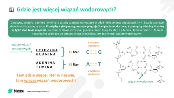 Mnemotechniki – Biologia cz. I maturawpr.pl 20 - Szukasz skutecznego sposobu na opanowanie materiału do matury z biologii? "Mnemotechniki – Biologia cz. I" to idealne rozwiązanie! Ten unikalny zbiór technik pamięciowych został stworzony z myślą o uczniach przygotowujących się do egzaminu maturalnego. Dzięki mnemotechnikom przyswajanie trudnych pojęć i definicji staje się łatwiejsze, a zapamiętywanie informacji bardziej efektywne.