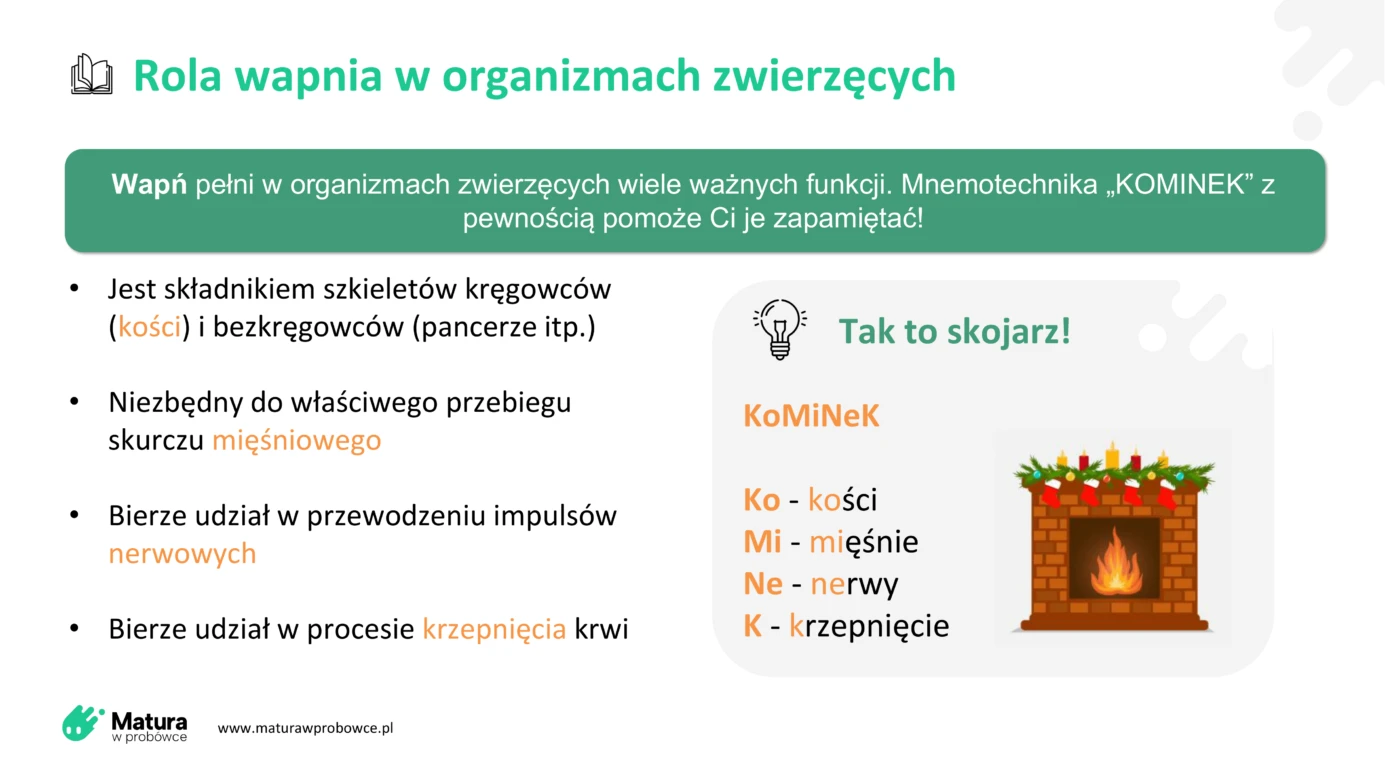 Jaka jest rola wapnia w organizmach zwierzęcych? Zapamiętaj to dzięki naszej prostej mnemotechnice!