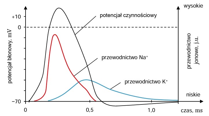 Zadanie 4, arkusz maj 2024 - Matura w probówce - Kursy maturalne online 4 maj 24 - Potencjał czynnościowy to krótko trwająca depolaryzacja błony neuronu i związana z nią repolaryzacja – powrót do stanu spoczynkowego. Na poniższym wykresie przedstawiono zmiany przewodnictwa jonów Na+ i K+, towarzyszące fazom depolaryzacji i repolaryzacji potencjału czynnościowego.
