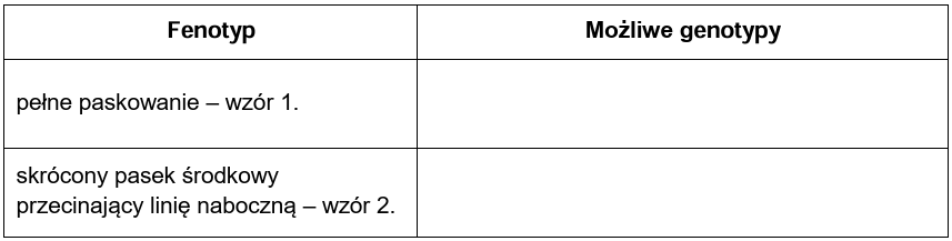 Zadanie 16.1, arkusz maj 2024 - Matura w probówce - Kursy maturalne online image 12 - Tułów ryby – brzanki sumatrzańskiej (Puntigrus tetrazona) – przecinają trzy poprzeczne czarne paski, ciągnące się od grzbietu do brzucha. Na poniższym zdjęciu przedstawiono trzy możliwe wzory paskowania występujące u brzanki sumatrzańskiej (1.–3.), różniące się długością paska oznaczonego strzałką.