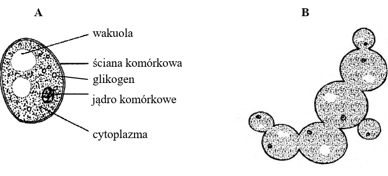 Zadanie 6.1, arkusz kwiecień 2020 - Matura w probówce - Kursy maturalne online image 155 - Stosowane powszechnie w przemyśle piekarniczym i piwowarskim drożdże szlachetne (Saccharomyces cerevisiae) są wykorzystywane również w przemyśle farmaceutycznym i biotechnologii. Są stosowane np. do produkcji szczepionki rekombinowanej przeciw wirusowemu zapaleniu wątroby typu B (WZW B), która zazwyczaj jest trzykrotnie podawana osobie szczepionej.