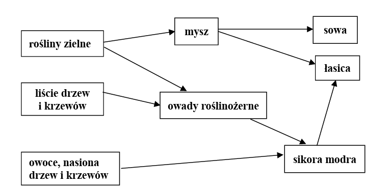 Zadanie 21.1, arkusz kwiecień 2020 - Matura w probówce - Kursy maturalne online image 164 - Na schemacie przedstawiono fragment sieci troficznej w lesie liściastym.