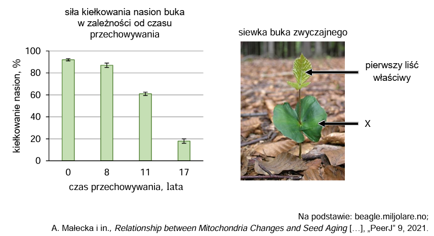 Zadanie 8.2, arkusz maj 2024 - Matura w probówce - Kursy maturalne online image 3 - Okresy nasienne buka zwyczajnego (Fagus sylvatica) następują w odstępach 5–10 lat, a roczna wydajność produkowanych nasion jest zazwyczaj bardzo niska. Z tego powodu leśnicy gromadzą nasiona na zapas. W 2017 roku przeprowadzono doświadczenie, w którym wysiano nasiona buka zwyczajnego zebrane w latach: 2000, 2006, 2009 i 2017. Nasiona zebrane w latach 2000, 2006 i 2009 przechowywano w jednakowych warunkach. Nasiona zebrane w 2017 r. wysiano od razu po zbiorze. Na poniższym wykresie przedstawiono wyniki doświadczenia w postaci wartości średnich i odchylenia standardowego. Na zdjęciu obok przedstawiono siewkę buka zwyczajnego.