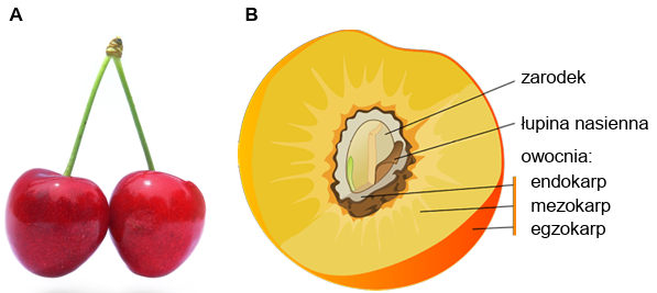 Zadanie 7.1, arkusz czerwiec 2024 - Matura w probówce - Kursy maturalne online image 33 - Czereśnia (Prunus avium) jest drzewem naturalnie występującym w polskich lasach, a także drzewem owocowym uprawianym w sadach. W warunkach naturalnych czereśnie osiągają do 30 metrów wysokości. Owoce czereśni mają mięsisty mezokarp i zdrewniały endokarp. Powierzchnia egzokarpu – skórki jest pokryta substancjami woskowymi. Poniżej przedstawiono fotografię owoców czereśni (A) oraz schemat budowy owocu w przekroju podłużnym (B).