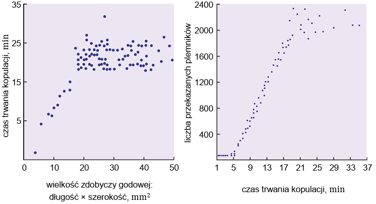Zadanie 8.2, arkusz czerwiec 2024 - Matura w probówce - Kursy maturalne online image 34 - Dobór płciowy jest szczególnym przypadkiem doboru naturalnego, który wynika z konkurencji o partnera płciowego. W sytuacji, gdy w populacji jest dostatecznie duża liczba samców, konkurują one między sobą o samicę, a ta może wybierać samców na podstawie ich określonych cech.