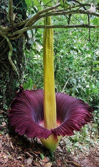 Zadanie 3, arkusz grudzień 2024 - Matura w probówce - Kursy maturalne online image 51 - Dziwidło olbrzymie (Amorphophallus titanum) – roślina występująca jedynie na indonezyjskiej Sumatrze – wytwarza jeden z największych kwiatostanów świata. Z podziemnej bulwy wyrasta kwiatostan – kolba przypominająca pojedynczy kwiat. Kolba składa się z dużej liczby drobnych kwiatów męskich, a u nasady – także żeńskich. Kwitnieniu (zwłaszcza kwiatów żeńskich) towarzyszy wyraźne podwyższenie temperatury kwiatostanu i cykliczne uwalnianie fal zapachowych, zsynchronizowane z impulsami ciepła.
