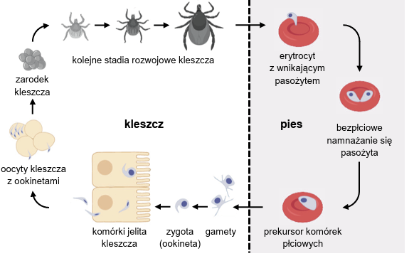 Zadanie 11.1, arkusz grudzień 2024 - Matura w probówce - Kursy maturalne online image 62 - Babeszjoza jest groźną chorobą psów (również dziko żyjących psowatych), wywoływaną przez pasożytniczego protista – Babesia canis. Do zarażenia psa dochodzi po ukąszeniu go przez kleszcza, w którego organizmie znajdują się pasożyty. Psy można chronić przed babeszjozą przez podanie szczepionki.