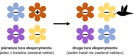 Zadanie 12, arkusz grudzień 2024 - Matura w probówce - Kursy maturalne online image 63 - Prowadzono badania na rudaczkach północnych – kolibrach żyjących w Górach Skalistych. Rudaczki odżywiają się nektarem kwiatów.