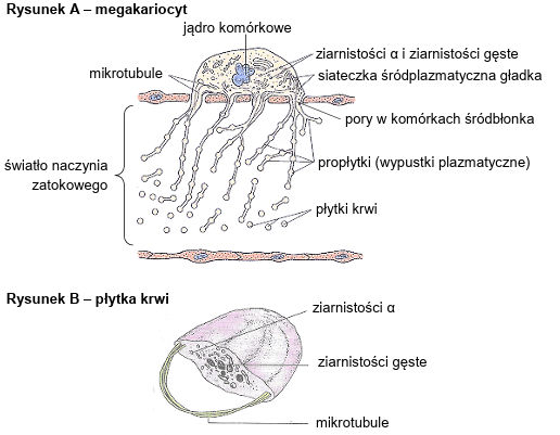 Zadanie 13.1, arkusz grudzień 2024 - Matura w probówce - Kursy maturalne online image 64 - W organizmie dorosłego człowieka krąży prawie bilion płytek krwi (trombocytów). Płytki krwi to bezjądrowe fragmenty megakariocytów – olbrzymich (50–100 μm) komórek szpiku kostnego. W szpiku kostnym występują naczynia zatokowe – kapilary pozbawione błony podstawnej, mające stosunkowo dużą średnicę (ponad 30 µm). Śródbłonek naczyń zatokowych ma liczne pory, pełniące ważną funkcję w wytwarzaniu płytek krwi.