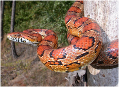 Zadanie 16.1, arkusz grudzień 2024 - Matura w probówce - Kursy maturalne online image 67 - Na poniższej fotografii przedstawiono węża zbożowego (Pantherophis guttatus), mającego charakterystyczne ubarwienie ochronne w postaci pomarańczowych plam otoczonych szeroką czarną obwódką.