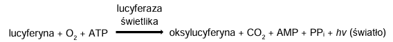 Zadanie 3.1, arkusz maj 2024 (formuła 2015) - Matura w probówce - Kursy maturalne online image 74 - Bioluminescencja to zdolność żywych komórek do emisji promieniowania w zakresie światła widzialnego. Występuje u wielu owadów. Przykładowo: duże drapieżne samice tropikalnych świetlików Photuris lugubris wykształciły umiejętność wabienia swoich ofiar – małych samców świetlików Photinus palaciosi – poprzez imitację charakterystycznego wzoru sygnałów świetlnych wysyłanych przez samice Photinus palaciosi.