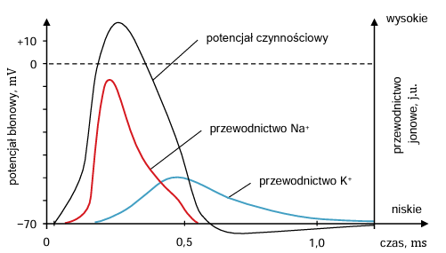 Zadanie 4, arkusz maj 2024 (formuła 2015) - Matura w probówce - Kursy maturalne online image 75 - Potencjał czynnościowy to krótko trwająca depolaryzacja błony neuronu i związana z nią repolaryzacja – powrót do stanu spoczynkowego. Na poniższym wykresie przedstawiono zmiany przewodnictwa jonów Na+ i K+, towarzyszące fazom depolaryzacji i repolaryzacji potencjału czynnościowego.