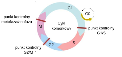 Zadanie 4.2, arkusz grudzień 2022 - Matura w probówce - Kursy maturalne online image 83 - W cyklu komórkowym występują tzw. punkty kontrolne. Są to momenty, w których cykl komórkowy jest zatrzymywany aż do czasu, gdy kluczowe procesy poprzedzające kolejną fazę cyklu komórkowego zostaną zakończone prawidłowo. Geny kodujące cząsteczki uczestniczące w regulacji cyklu komórkowego są szczególnie ważne dla komórki. Jeśli co najmniej jeden z nich jest nieprawidłowy, może to doprowadzić do rozwinięcia się choroby nowotworowej.