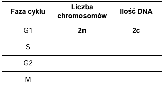 Zadanie 4.1, arkusz grudzień 2022 - Matura w probówce - Kursy maturalne online image 84 - W cyklu komórkowym występują tzw. punkty kontrolne. Są to momenty, w których cykl komórkowy jest zatrzymywany aż do czasu, gdy kluczowe procesy poprzedzające kolejną fazę cyklu komórkowego zostaną zakończone prawidłowo. Geny kodujące cząsteczki uczestniczące w regulacji cyklu komórkowego są szczególnie ważne dla komórki. Jeśli co najmniej jeden z nich jest nieprawidłowy, może to doprowadzić do rozwinięcia się choroby nowotworowej.