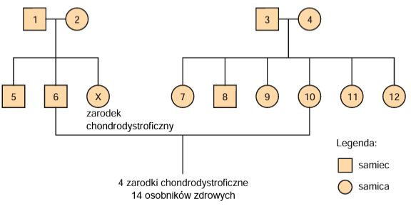 Zadanie 14.3, arkusz grudzień 2022 - Matura w probówce - Kursy maturalne online image 96 - Kondory kalifornijskie to padlinożerne ptaki, które niemalże wymarły z powodu kłusownictwa, niszczenia siedlisk oraz zatruć. W połowie XX wieku liczebność populacji została ograniczona do około 150 osobników, a w 1982 r. żyły już tylko 22 kondory. Aby ocalić ten gatunek przed wyginięciem, pod koniec lat 80. XX wieku wyłapano wszystkie kondory żyjące na wolności – w celu ich rozmnażania w hodowli. W 2002 roku liczebność populacji kondora wzrosła do 206 osobników. Współczesna populacja kondora kalifornijskiego pochodzi od 14 osobników (8 samców i 6 samic).