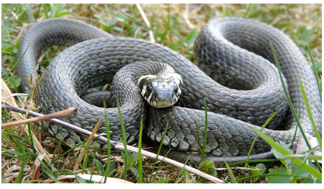 Zadanie 6.1, arkusz maj 2025 - Matura w probówce - Kursy maturalne online image 10 - Na poniższej fotografii przedstawiono zaskrońca zwyczajnego (Natrix natrix) – niejadowitego węża, żywiącego się głównie płazami.