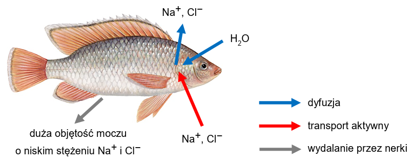 Zadanie 7.2, arkusz maj 2025 - Matura w probówce - Kursy maturalne online image 13 - Tilapia nilowa (Oreochromis niloticus) to słodkowodna ryba z rodziny pielęgnicowatych. Na poniższym schemacie przedstawiono strategię osmoregulacyjną tilapii nilowej.