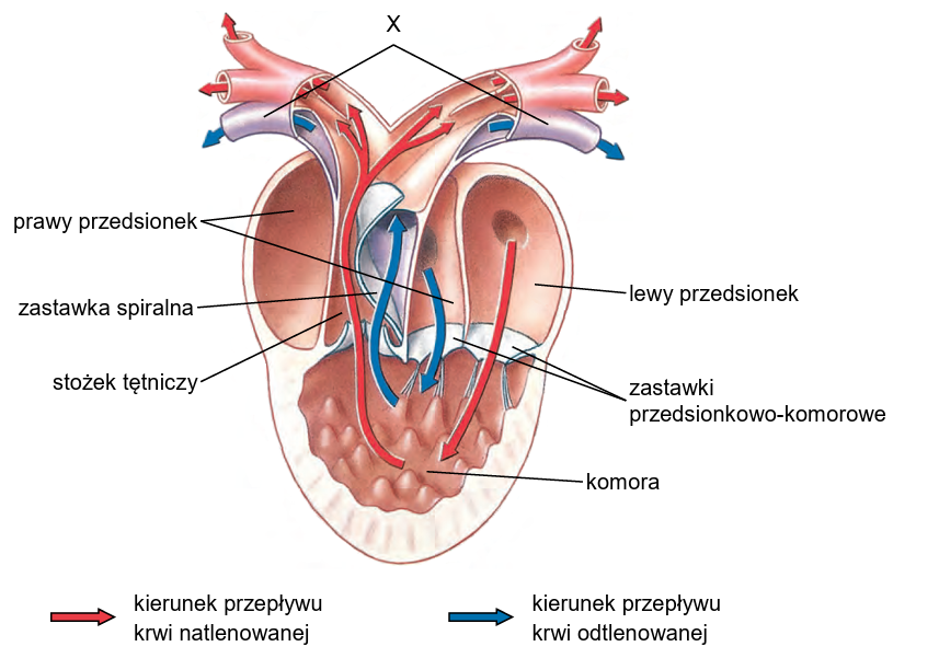 Zadanie 8.2, arkusz maj 2025 - Matura w probówce - Kursy maturalne online image 14 - Na poniższym schemacie przedstawiono budowę serca oraz głównych naczyń krwionośnych typową dla pewnej gromady kręgowców.