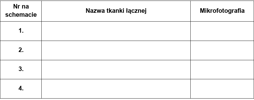 Zadanie 9.1, arkusz maj 2025 - Matura w probówce - Kursy maturalne online image 17 - Na poniższej ilustracji przedstawiono schematyczny przekrój przez staw kolanowy człowieka oraz mikrofotografie czterech tkanek łącznych (A–D).