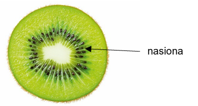 Zadanie 4.2, arkusz maj 2025 - Matura w probówce - Kursy maturalne online image 4 - Kiwi to nazwa handlowa owoców aktinidii smakowitej (Actinidia deliciosa). Aktinidia jest rośliną dwupienną, a jej owoce rozwijają się z pojedynczych słupków.