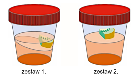 Zadanie 4.2, arkusz maj 2025 - Matura w probówce - Kursy maturalne online image 6 - Kiwi to nazwa handlowa owoców aktinidii smakowitej (Actinidia deliciosa). Aktinidia jest rośliną dwupienną, a jej owoce rozwijają się z pojedynczych słupków.